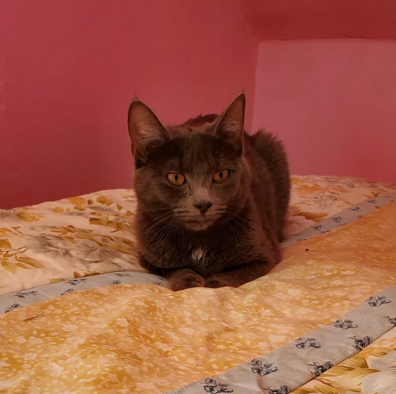 A baby medium-sized female Domestic Short Hair cat named Mango for adoption in Brainardsville, NY