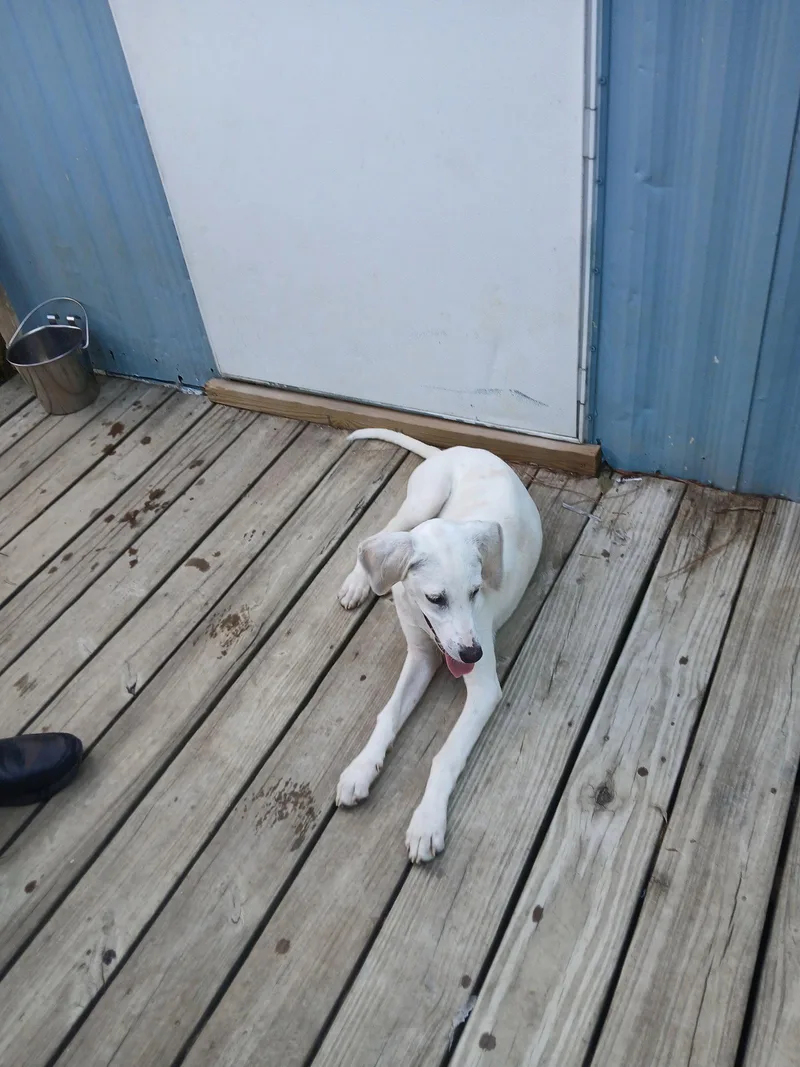 Otis