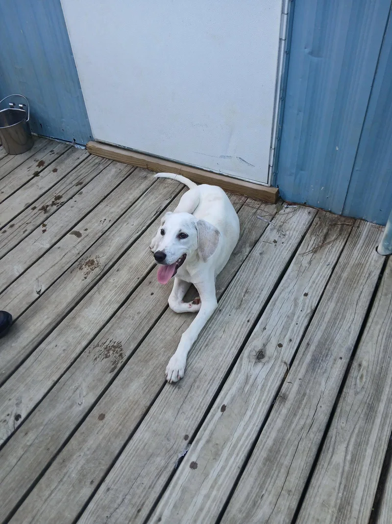 Otis thumbnail 3