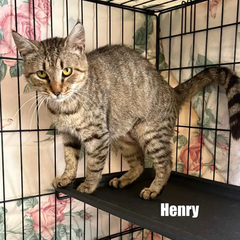 A young small-sized male Brown / Chocolate Domestic Short Hair cat named Henry for adoption in Washington, DC