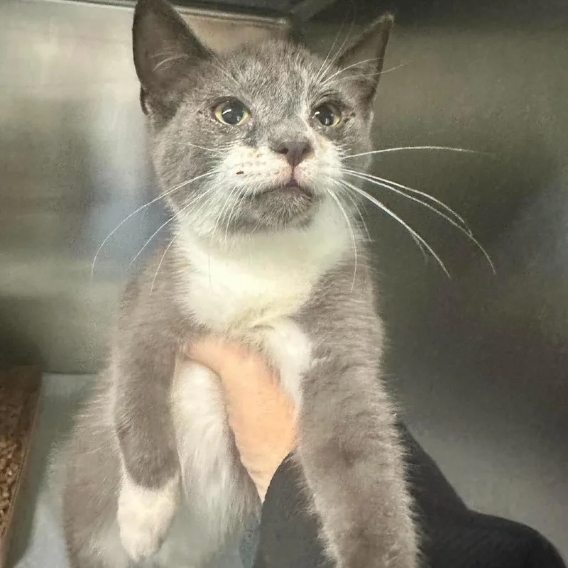 A baby small-sized male Gray / Blue / Silver Domestic Short Hair cat named Biscuit for adoption in Shinnston, WV