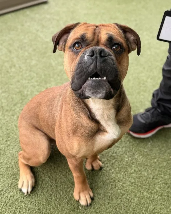An adult large-sized male Boxer dog named Ben for adoption in Canton, GA