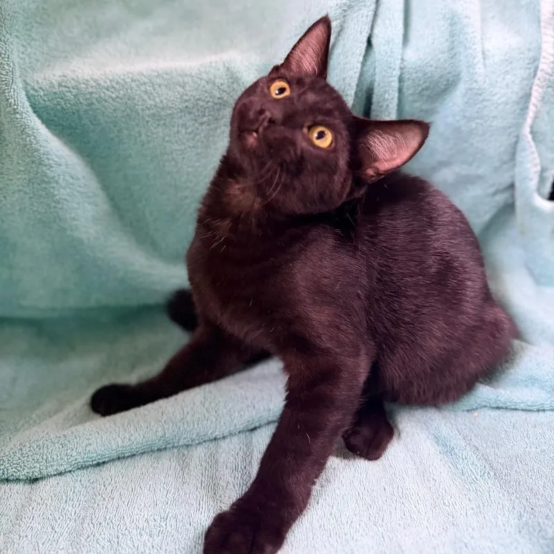 A baby medium-sized male Black Domestic Short Hair cat named Bacon for adoption in Columbus, GA