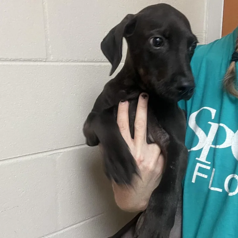 A baby large-sized male Black Mixed Breed dog named Dorito for adoption in Lakeland, FL