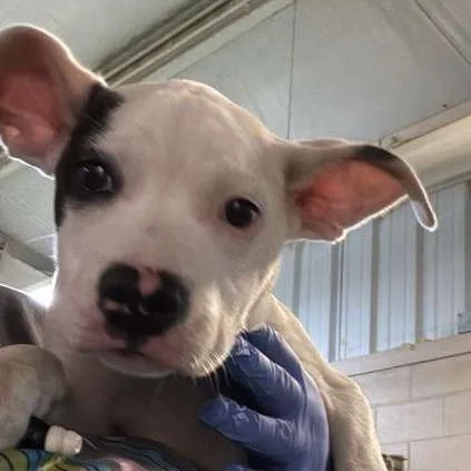 A baby small-sized male White / Cream Mixed Breed dog named Ferb for adoption in Gadsden, AL