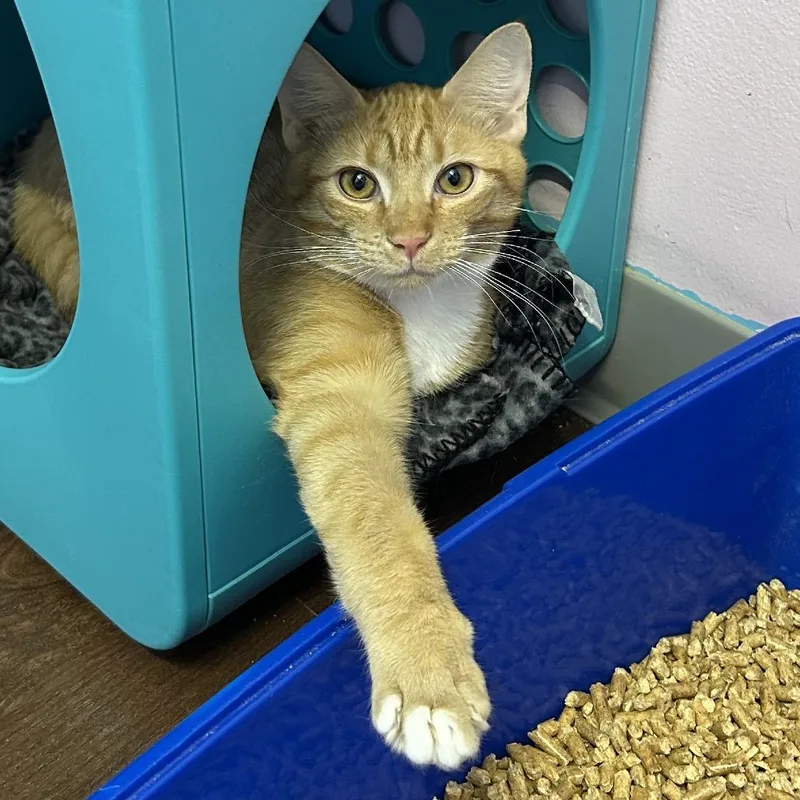 A young medium-sized male Orange / Red Domestic Short Hair cat named Banzai for adoption in Port Richey, FL