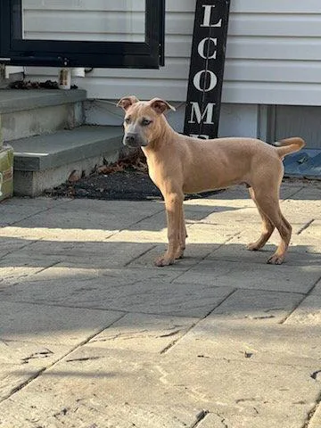 A young medium-sized male Pit Bull Terrier dog named Bandit for adoption in Union Beach, NJ