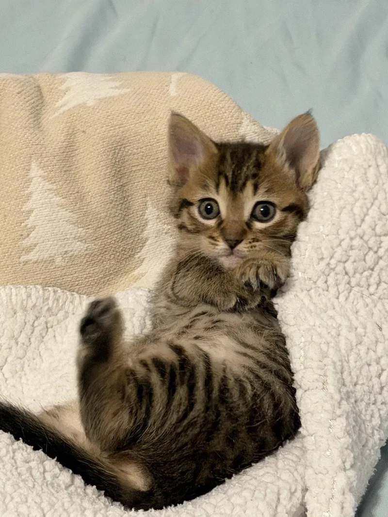 A baby medium-sized female Domestic Medium Hair cat named Elsie for adoption in McKinney, TX