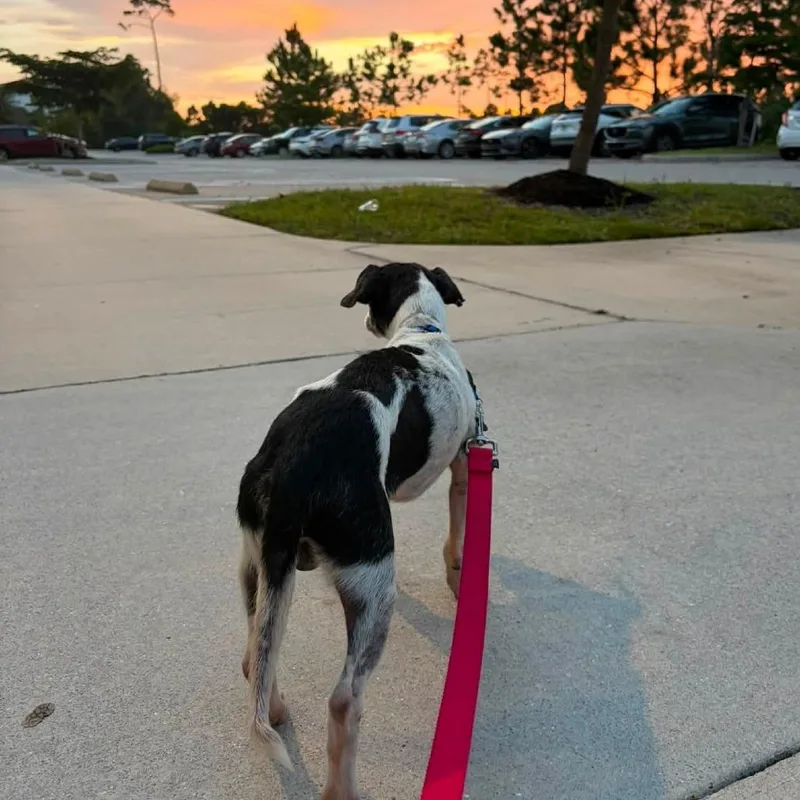 A senior small-sized male White / Cream Mixed Breed dog named Ernest for adoption in Naples, FL