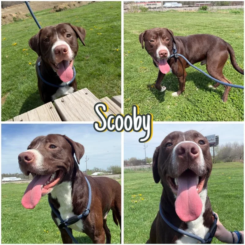 A young large-sized male Boxer dog named Scooby for adoption in Pierceton, IN