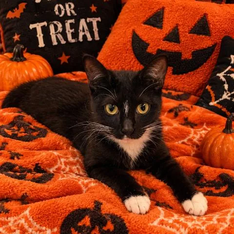 A young medium-sized female Black Domestic Short Hair cat named Gracie for adoption in Long Beach, CA