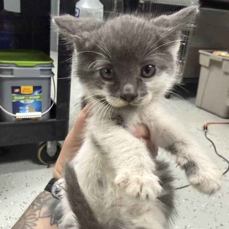 A baby small-sized female Gray / Blue / Silver Domestic Short Hair cat named Cardinals for adoption in Marion, VA