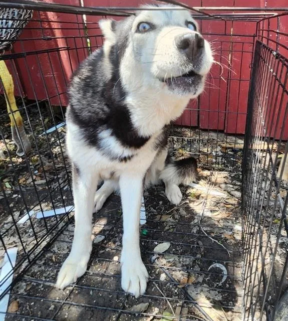 A young medium-sized female Husky dog named Yura for adoption in San Antonio, TX