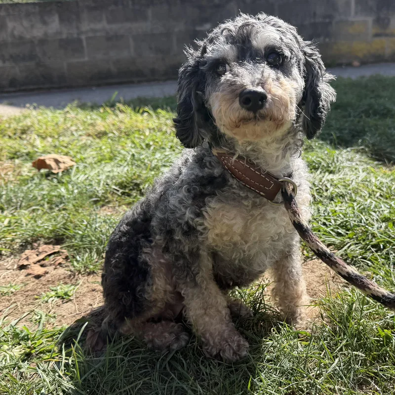 A young small-sized female Black Poodle dog named Nina for adoption in Latrobe, PA