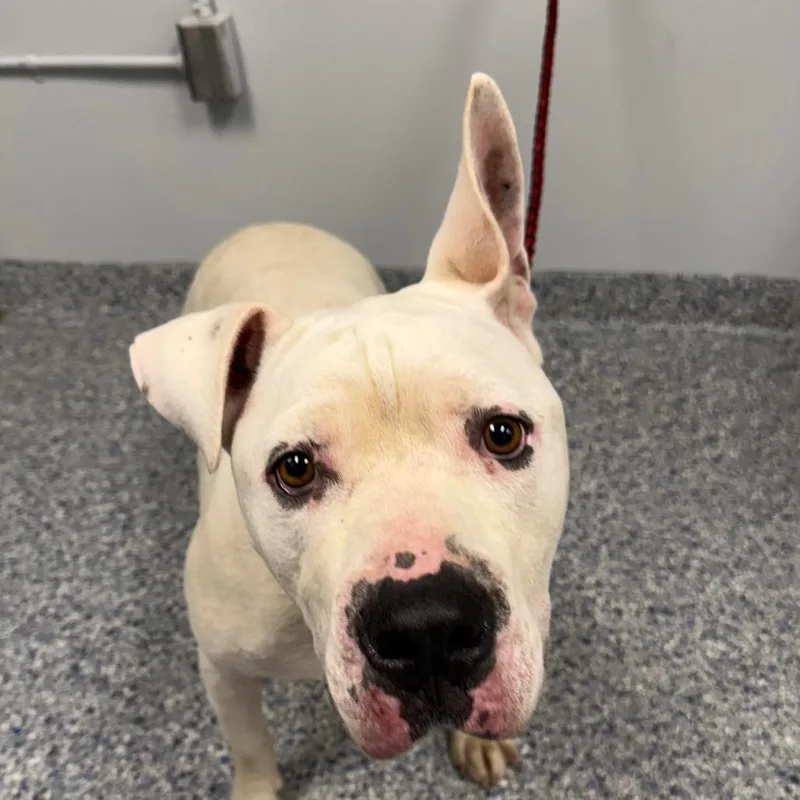 An adult large-sized male White / Cream Mixed Breed dog named Angel for adoption in Greenville, SC