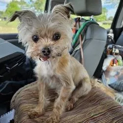 A senior small-sized male Yellow / Tan / Blond / Fawn Yorkshire Terrier dog named Tony Chopper for adoption in Lake Jackson, TX