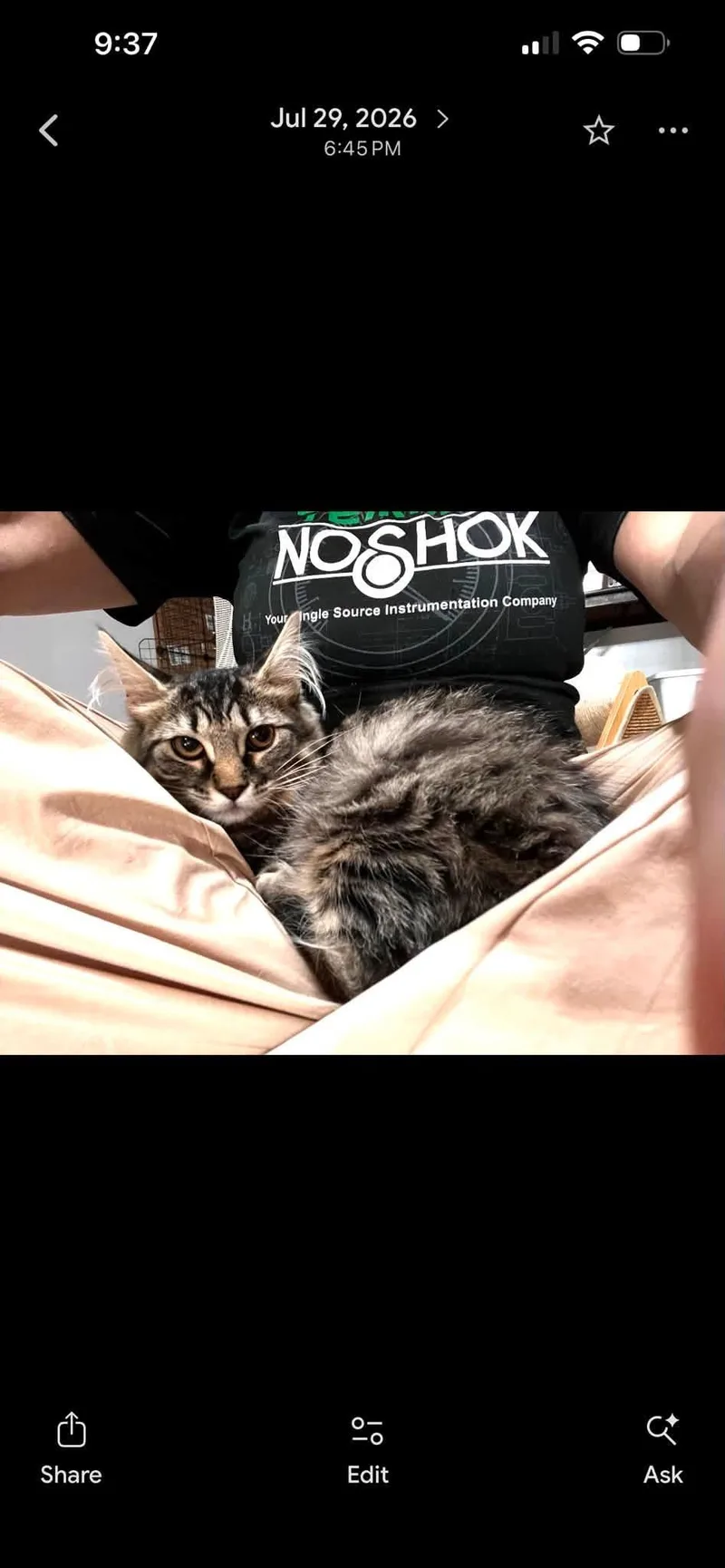 A baby medium-sized female Tabby (Brown / Chocolate) Domestic Long Hair cat named Mercedes for adoption in Cleveland, OH