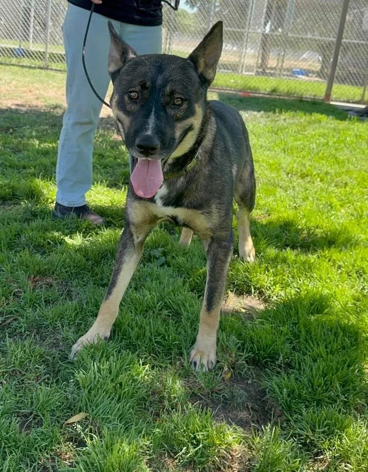 An adult large-sized male Bicolor German Shepherd Dog dog named Solobino for adoption in Sonora, CA