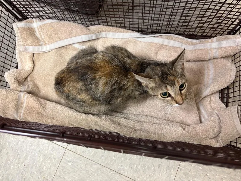 A young medium-sized female Domestic Short Hair cat named Sweet Pea for adoption in Sorrento, LA