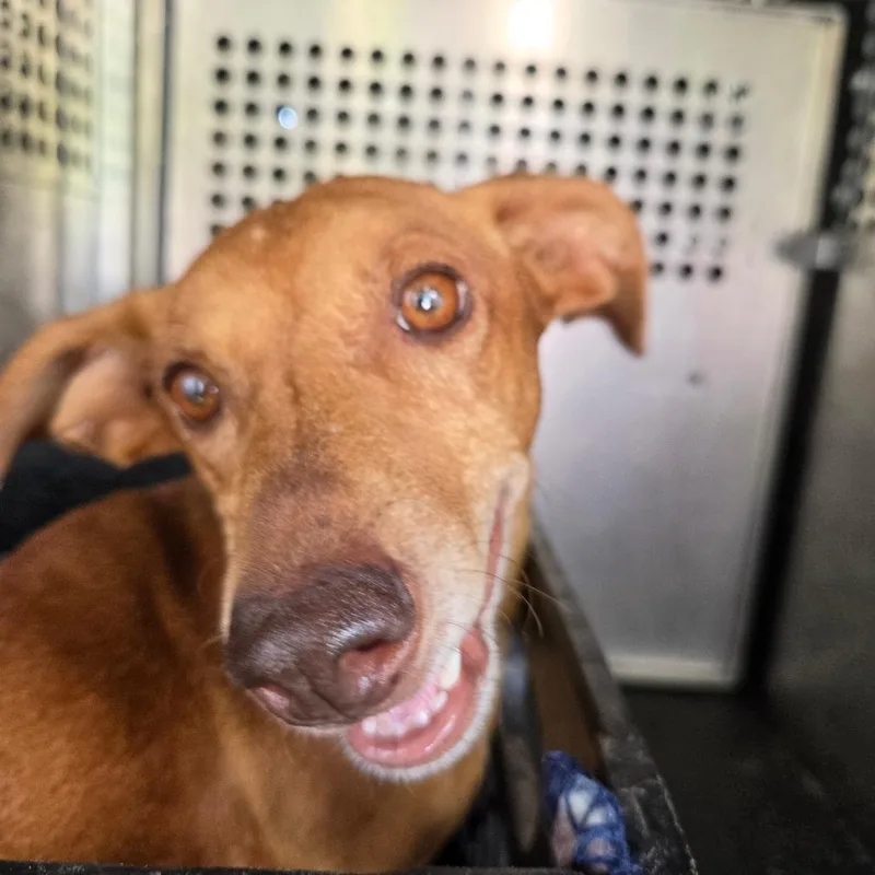 An adult small-sized female Dachshund dog named Honey Bear for adoption in Alexandria, VA