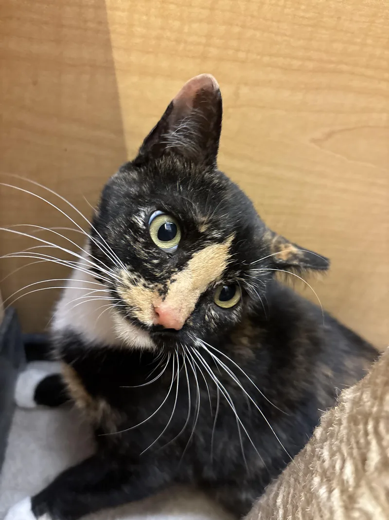 A young small-sized female Tortoiseshell cat named Willow for adoption in Albuquerque, NM
