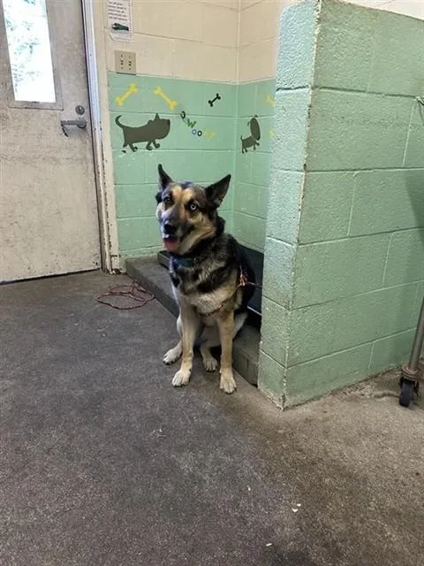 An adult large-sized female German Shepherd Dog dog named Queenie for adoption in Sacramento, CA