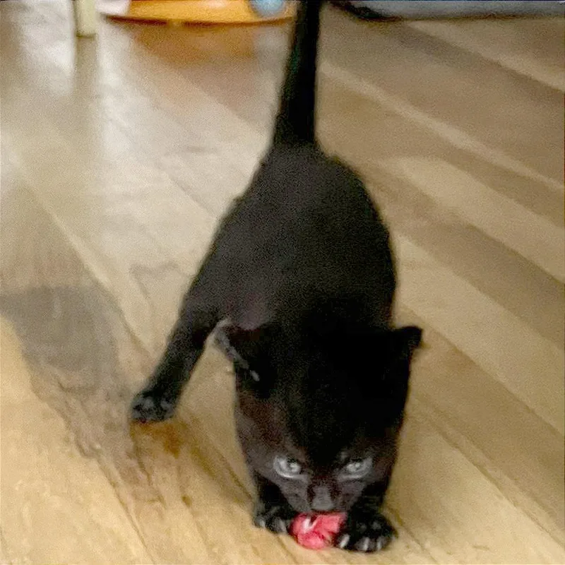 A baby small-sized female Black Domestic Short Hair cat named Vesper for adoption in Pleasant Hill, CA
