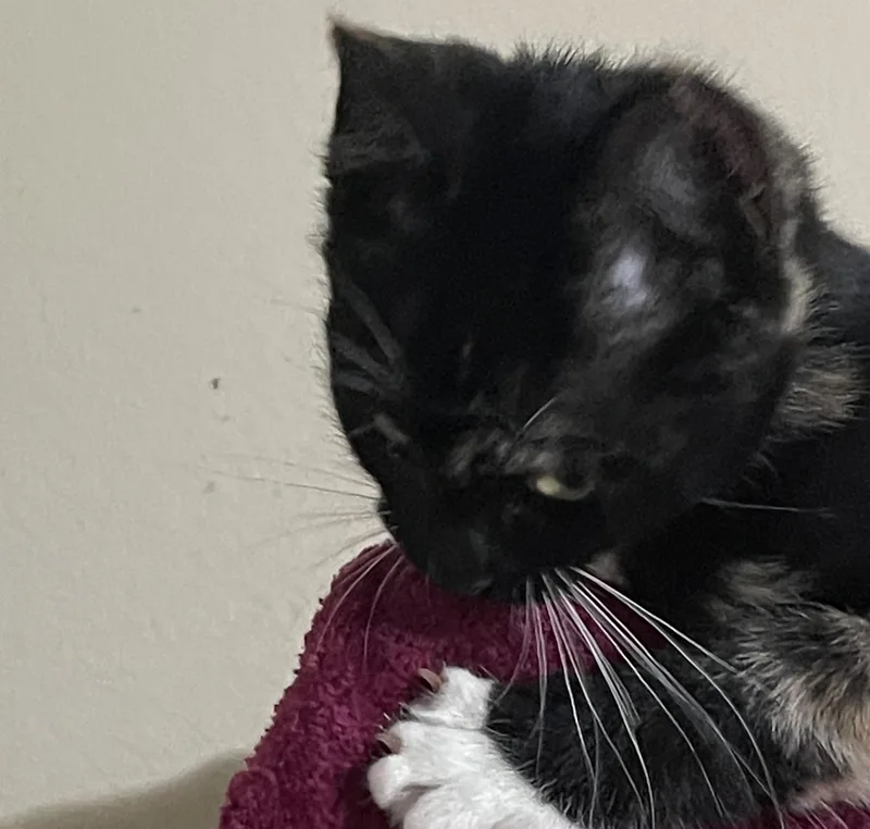 A baby small-sized female Tortoiseshell Domestic Short Hair cat named Kuroshi for adoption in Liverpool, TX
