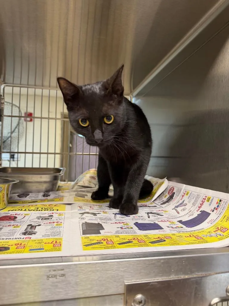 A young large-sized male Domestic Short Hair cat named Patches for adoption in Nacogdoches, TX