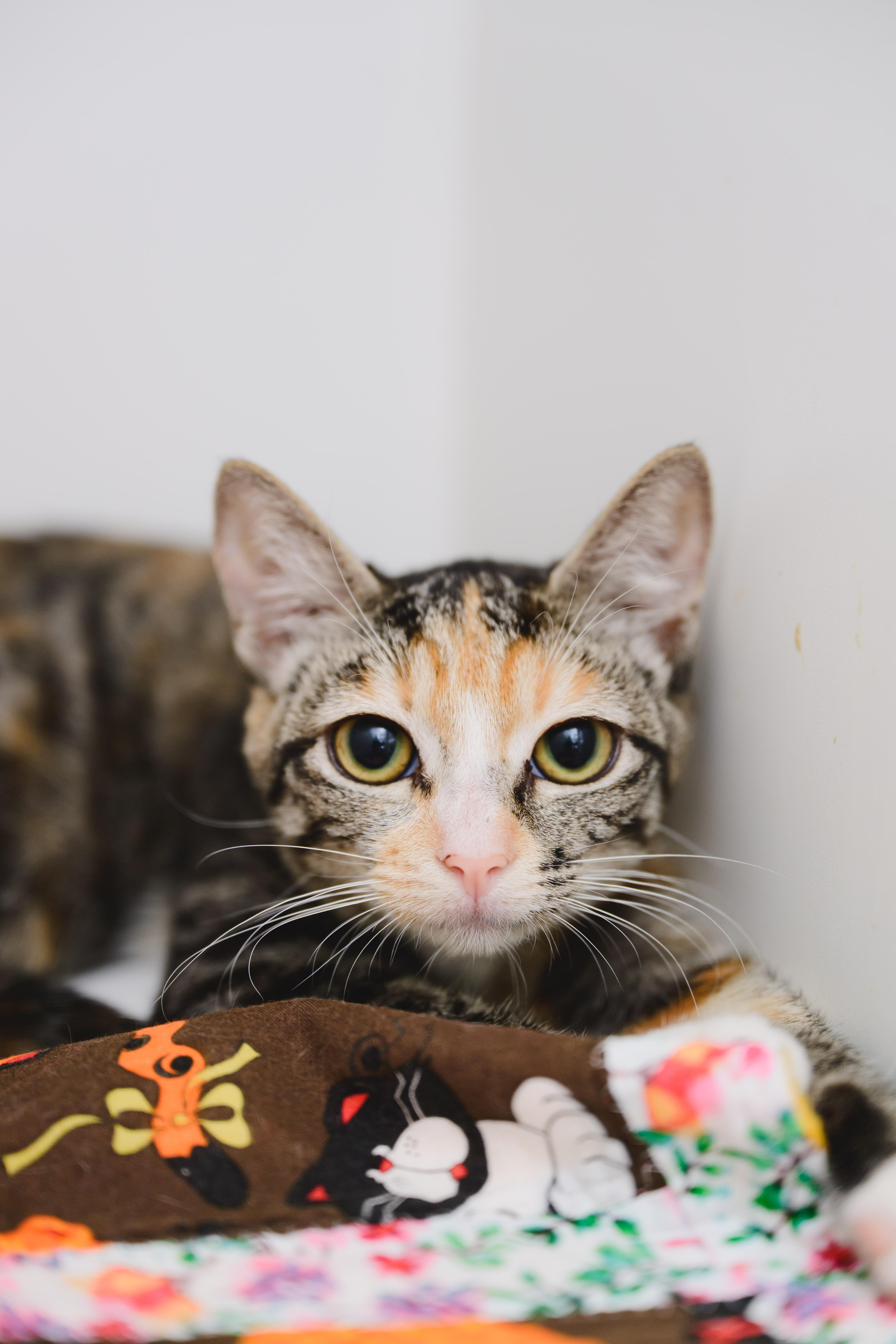 A baby small-sized female Domestic Short Hair cat named Lovey for adoption in Honolulu, HI