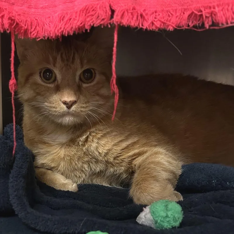 An adult extra large-sized male Orange / Red Domestic Short Hair cat named Toothless for adoption in Springfield, MA