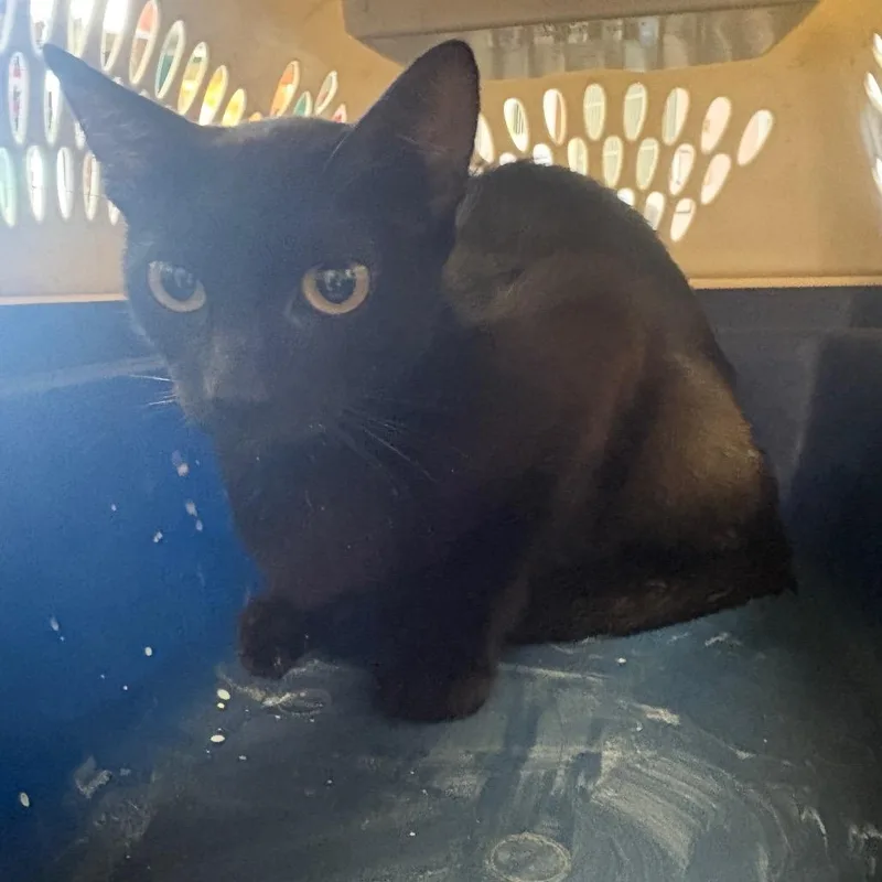 An adult medium-sized female Black Domestic Short Hair cat named Gouda for adoption in Lake Jackson, TX