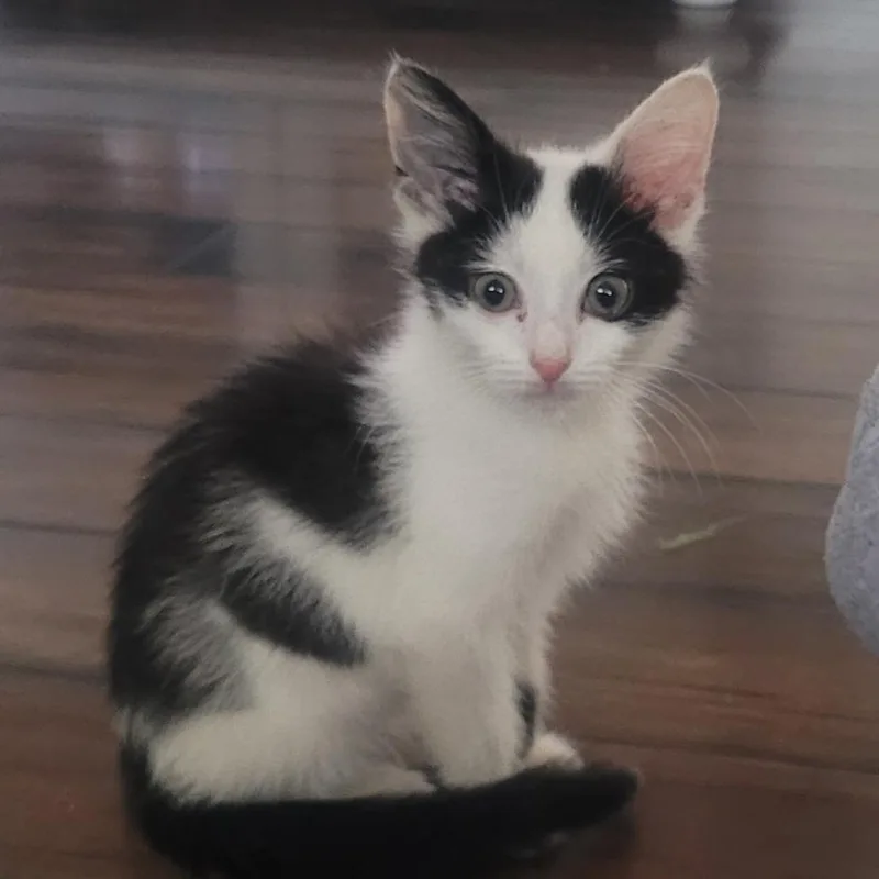 A baby small-sized male White Domestic Long Hair cat named Turtle for adoption in Jasper, IN