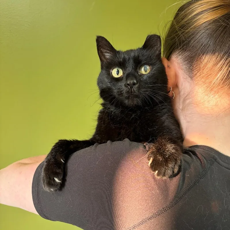 A senior medium-sized female Black Domestic Short Hair cat named Mousse for adoption in Normal, IL