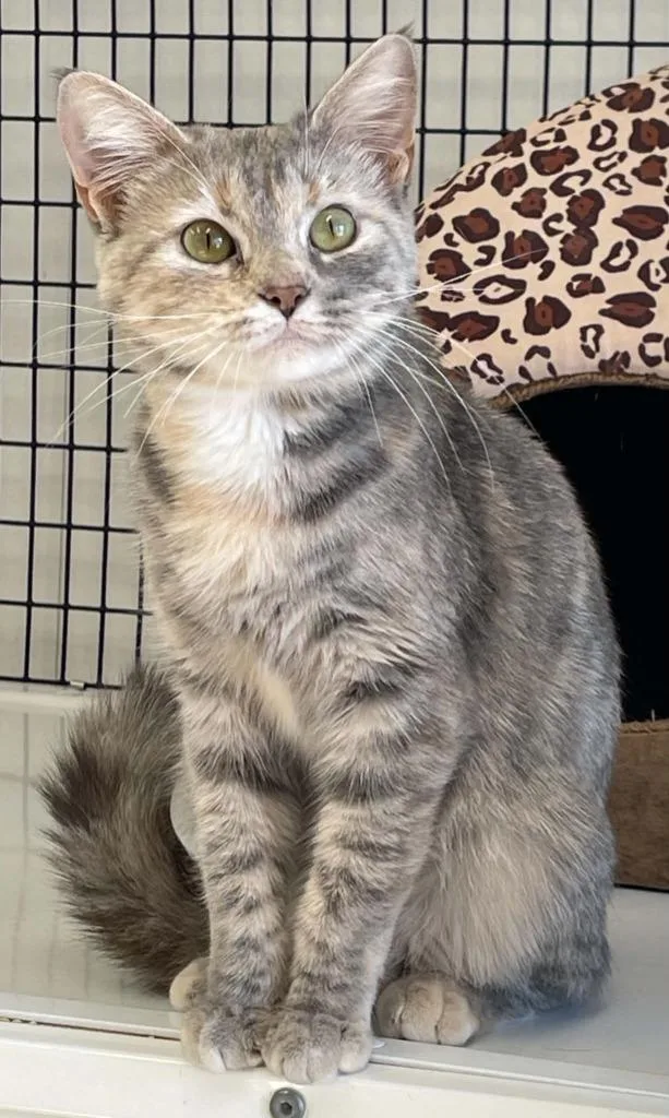 A baby medium-sized female Domestic Short Hair cat named Abby for adoption in Green River, WY