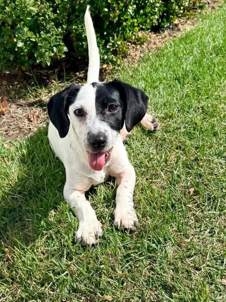 A baby medium-sized female Pointer dog named Heidi for adoption in Berlin, NJ