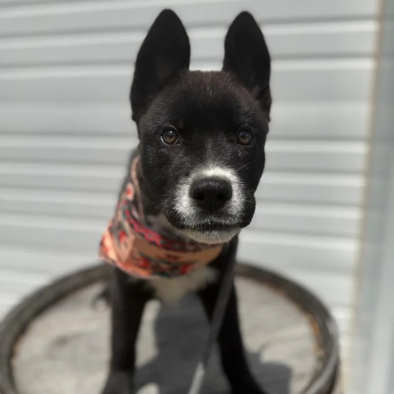 A baby small-sized male Black Husky dog named Romeo for adoption in Newberg, OR