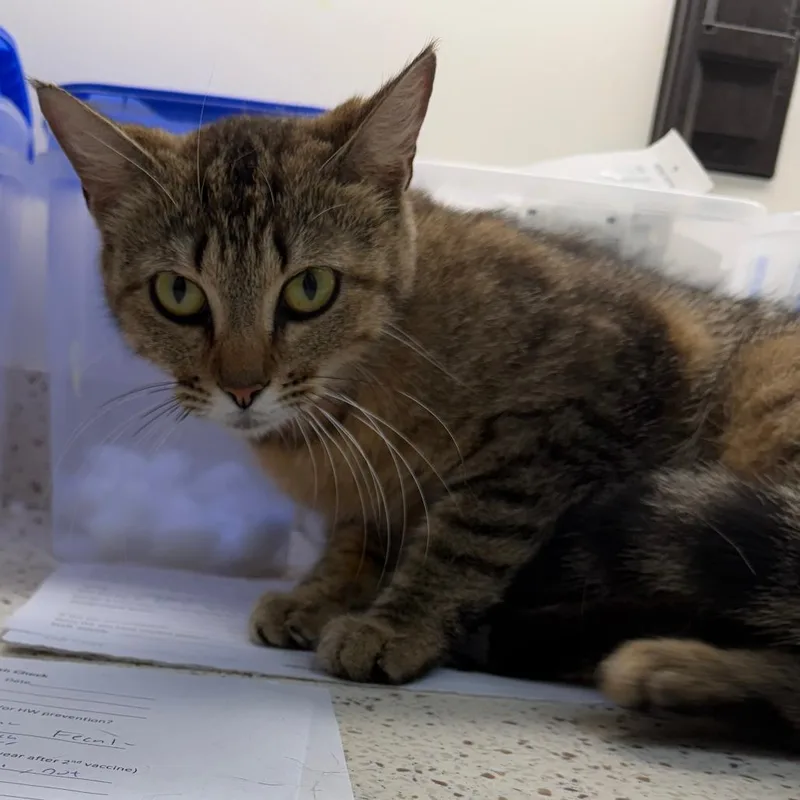 An adult medium-sized female Brown / Chocolate Domestic Short Hair cat named Arid for adoption in Auburn, AL