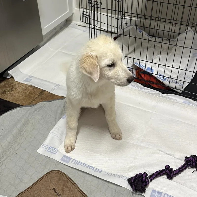 A baby large-sized female White / Cream Great Pyrenees dog named Nippet for adoption in San Antonio, TX