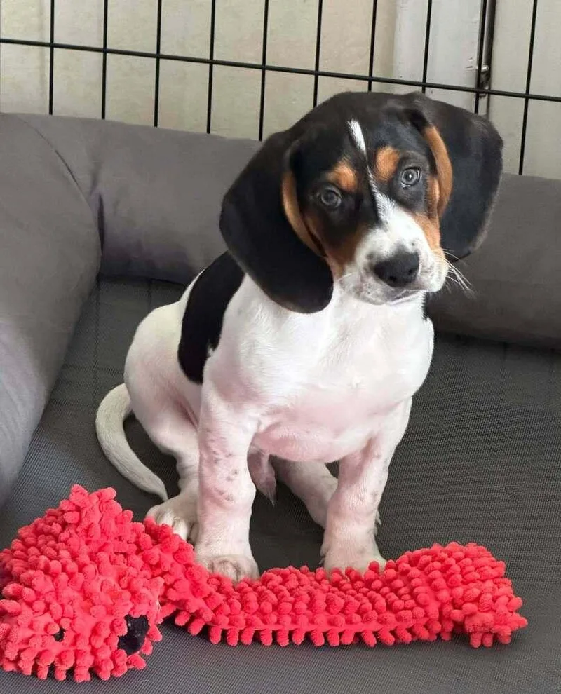 A baby medium-sized male Beagle dog named Donald for adoption in New York, NY