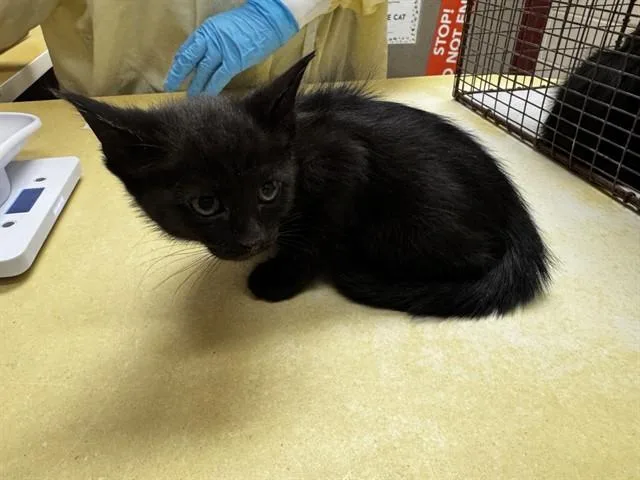 A baby small-sized female Domestic Short Hair cat named Nehemia for adoption in Colorado Springs, CO