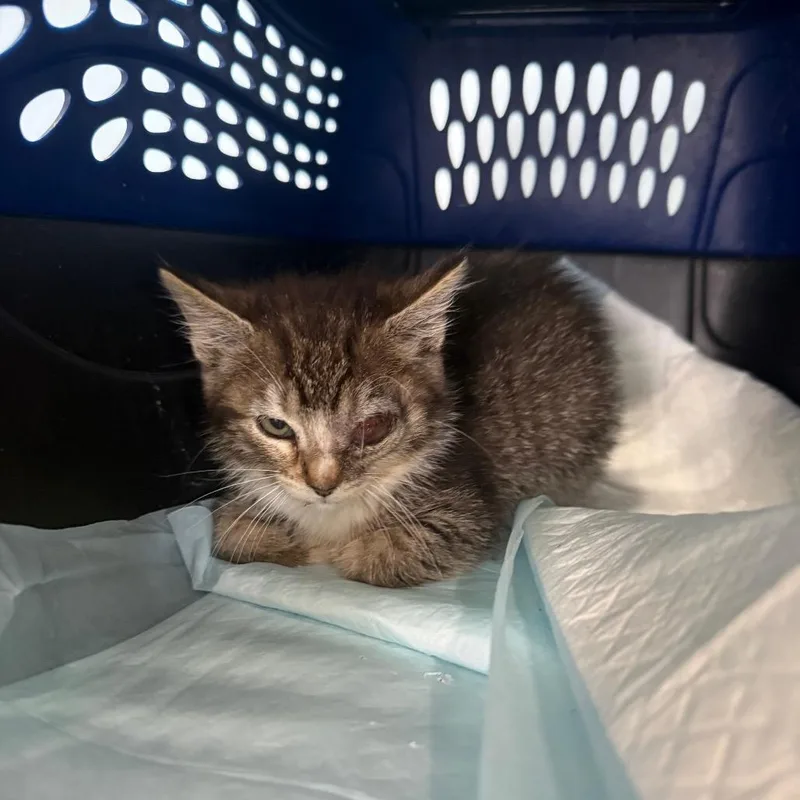A baby small-sized female Brown / Chocolate Domestic Short Hair cat named Leela for adoption in Garfield, AR