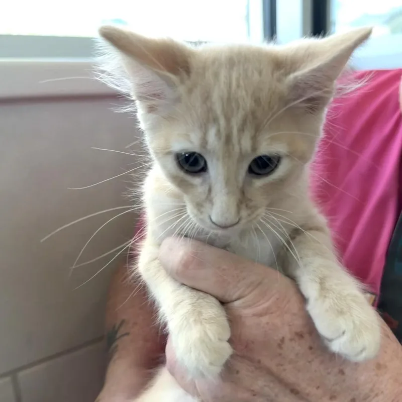 A baby small-sized male Orange / Red Domestic Short Hair cat named Little Bear for adoption in Midland, TX