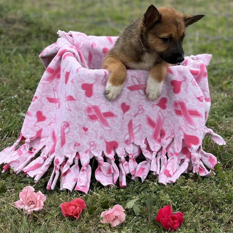 A baby medium-sized female Yellow / Tan / Blond / Fawn Shepherd dog named Garbo for adoption in Ennis, TX