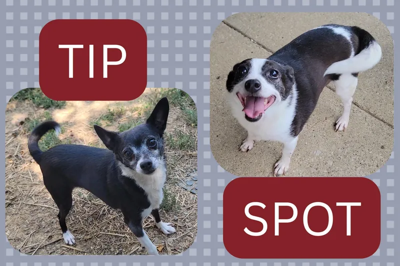Spot & Tip  thumbnail 5