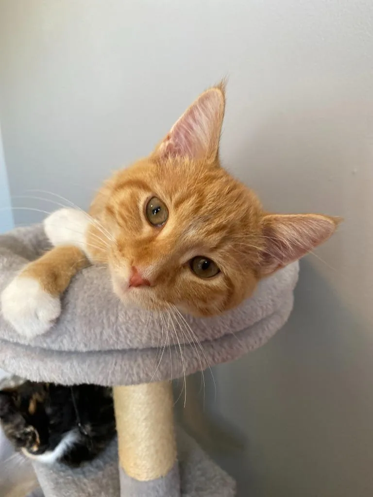 A baby medium-sized male Domestic Short Hair cat named Tweedle Dum for adoption in Minneapolis, MN