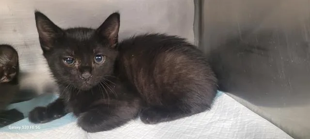 A baby small-sized male Domestic Medium Hair cat named Wasabi for adoption in Panama City, FL