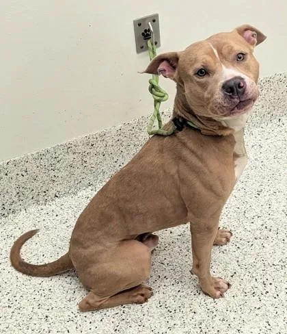 An adult medium-sized male Pit Bull Terrier dog named Chulo for adoption in Atlanta, GA