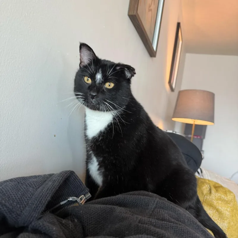 An adult small-sized male Black Domestic Short Hair cat named Manatee FIV+ for adoption in St. Paul, MN