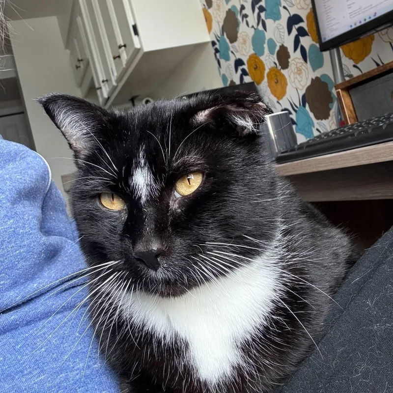 Manatee FIV+ thumbnail 3